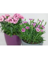 DIANTHUS CARUOPHYLLUS