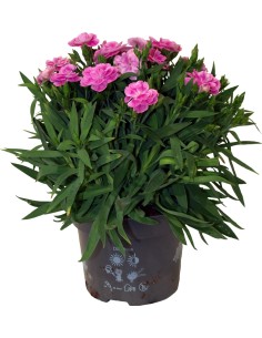 DIANTHUS CARUOPHYLLUS