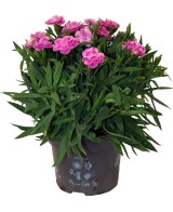 DIANTHUS CARUOPHYLLUS