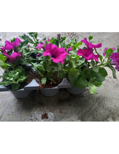 PETUNIA BARQUETA KM0
