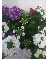 Planta Confetti Cuenco 15 - Follaje Vibrante y Fácil Cuidado | Endanea Garden

