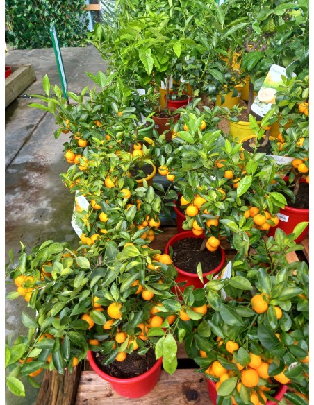 Naranjo 1/2 Tige | Árbol Cítrico para Jardín, Terraza y Huerto Urbano