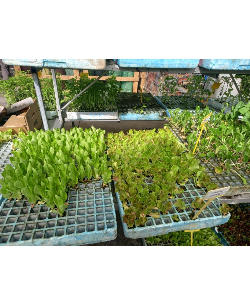 PLANTA HORTICOLA