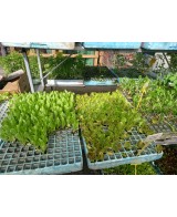 PLANTA HORTICOLA