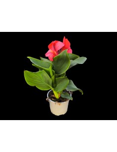 CANNA INDICA M14 | Planta Tropical con Floración Vibrante y Follaje Exuberante

