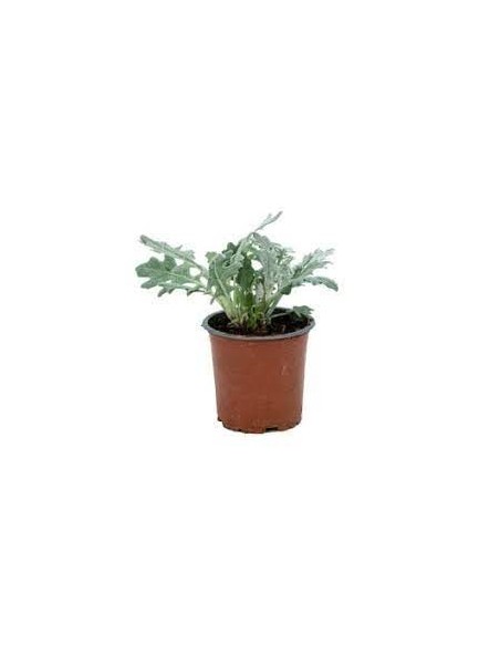 Cineraria Maritima M13 KM0  Follaje Plateado y Resistencia | Endanea Garden