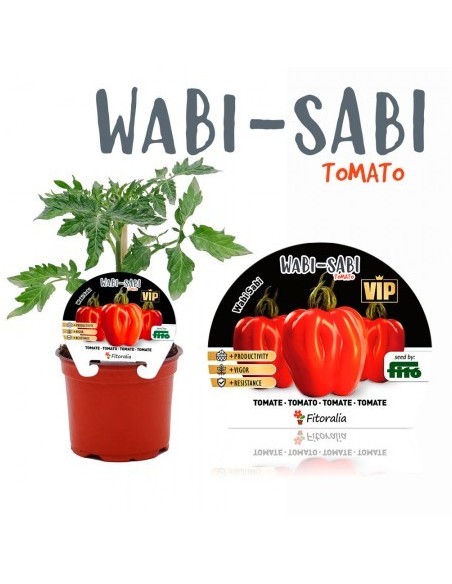 VIP TOMATE HIBRIDO WABI SABI F1 M12