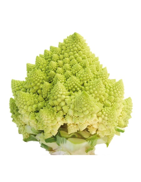 COLIFLOR ROMANESCO PACK 12