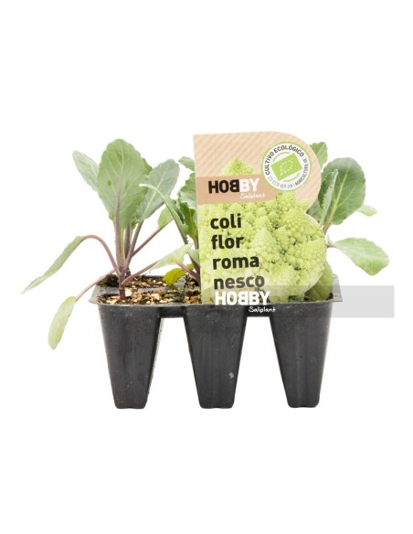 COLIFLOR ROMANESCO PACK 12