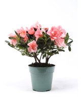AZALEA INDICA