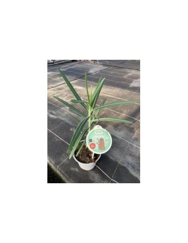 Euphorbea Lathyris  Planta exótica y resistente para jardín | Endanea Garden

