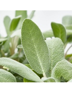 Salvia Officinalis Aromática y Medicinal | Planta para Jardín y Cocina - Endanea Garden

 2