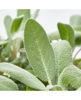 Salvia Officinalis Aromática y Medicinal | Planta para Jardín y Cocina - Endanea Garden

