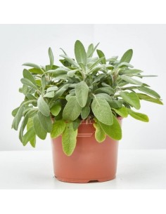 Salvia Officinalis Aromática y Medicinal | Planta para Jardín y Cocina - Endanea Garden

