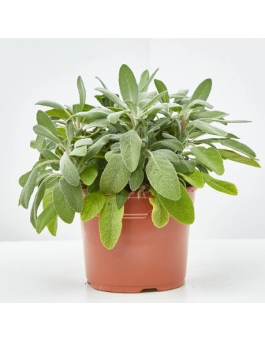 Salvia Officinalis Aromática y Medicinal | Planta para Jardín y Cocina - Endanea Garden

