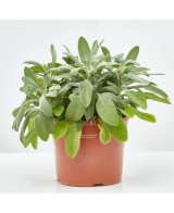 Salvia Officinalis Aromática y Medicinal | Planta para Jardín y Cocina - Endanea Garden

