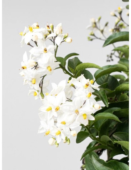 Solanum jasminoides | Falso Jazmín Trepador con Flores Blancas  Endanea Garden