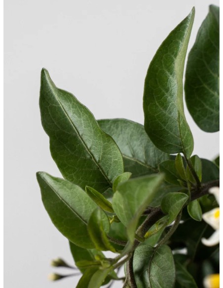 Solanum jasminoides | Falso Jazmín Trepador con Flores Blancas  Endanea Garden

