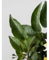 Solanum jasminoides | Falso Jazmín Trepador con Flores Blancas  Endanea Garden

