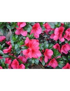 AZALEA INDICA 2