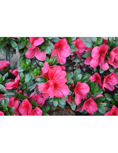 AZALEA INDICA