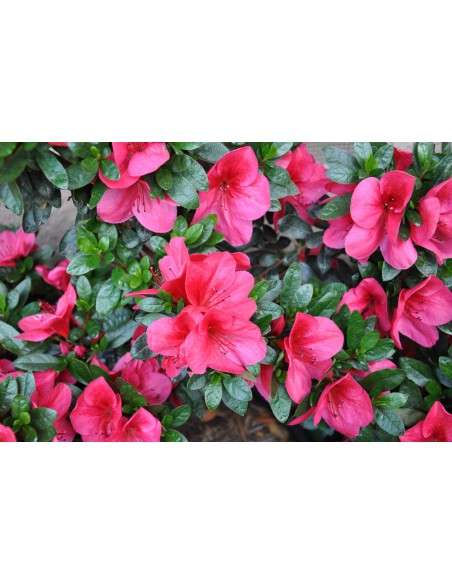 AZALEA INDICA