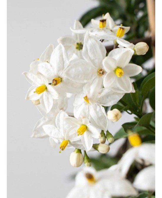 Solanum jasminoides | Falso Jazmín Trepador con Flores Blancas  Endanea Garden

