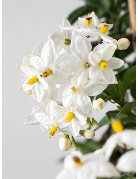Solanum jasminoides | Falso Jazmín Trepador con Flores Blancas  Endanea Garden

