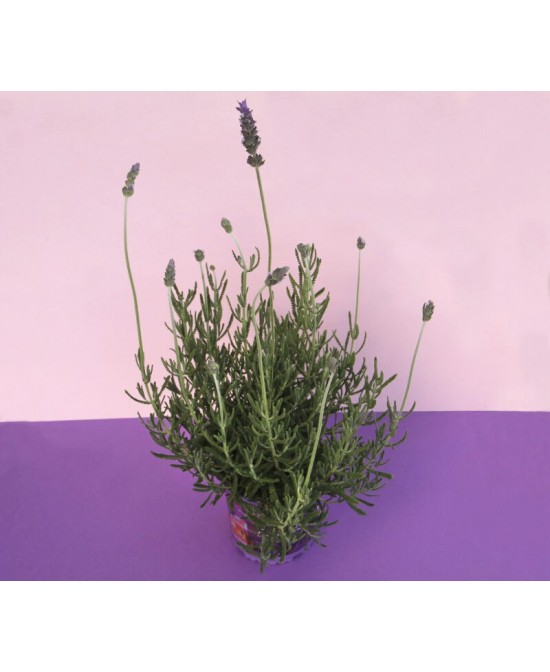 Lavanda Dentata M17 - Planta Aromática Resistente para Jardines | Endanea Garden

