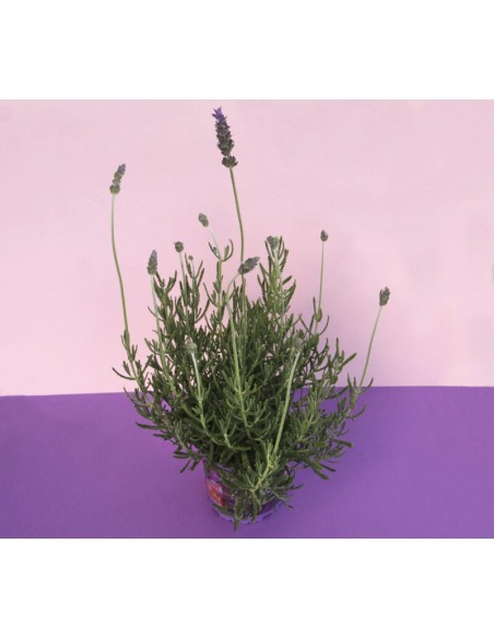 Lavanda Dentata M17 - Planta Aromática Resistente para Jardines | Endanea Garden

