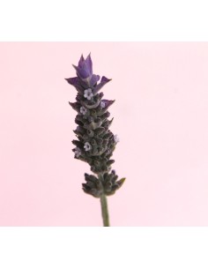 Lavanda Dentata M17 - Planta Aromática Resistente para Jardines | Endanea Garden

 2