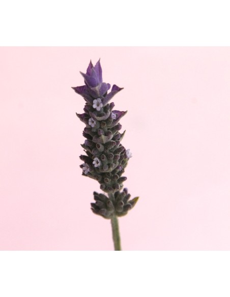 Lavanda Dentata M17 - Planta Aromática Resistente para Jardines | Endanea Garden

