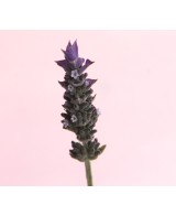 Lavanda Dentata M17 - Planta Aromática Resistente para Jardines | Endanea Garden

