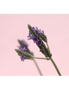 LAVANDA DENTATA M13 2