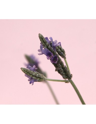 LAVANDA DENTATA M13