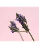LAVANDA DENTATA M13