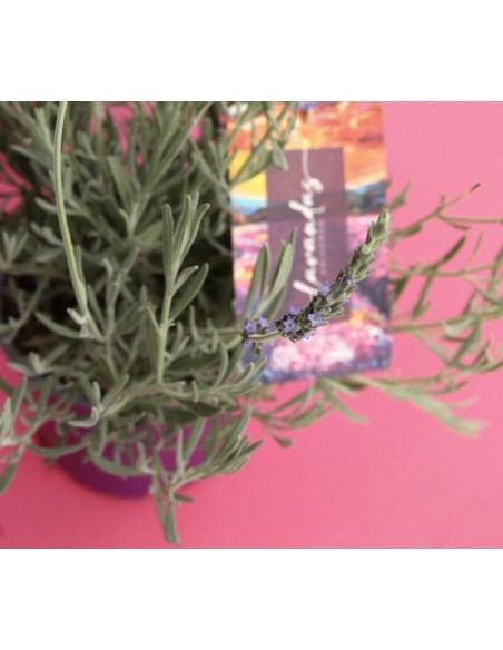 LAVANDA ANGUSTIFOLIA DUO M13