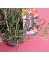 LAVANDA ANGUSTIFOLIA DUO M13