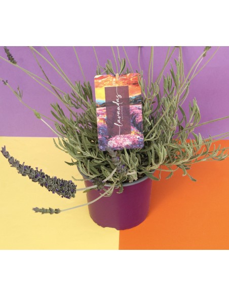 LAVANDA ANGUSTIFOLIA DUO M13