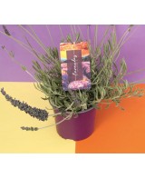 LAVANDA ANGUSTIFOLIA DUO M13