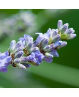 SALVIA OFFICINALIS M 17