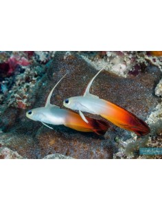 NEMATELEOTRIS MAGNIFICA ME