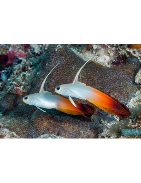 NEMATELEOTRIS MAGNIFICA ME
