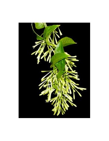 Cestrum Nocturnum  Jazmín de Noche Aromático | Endanea Garden

