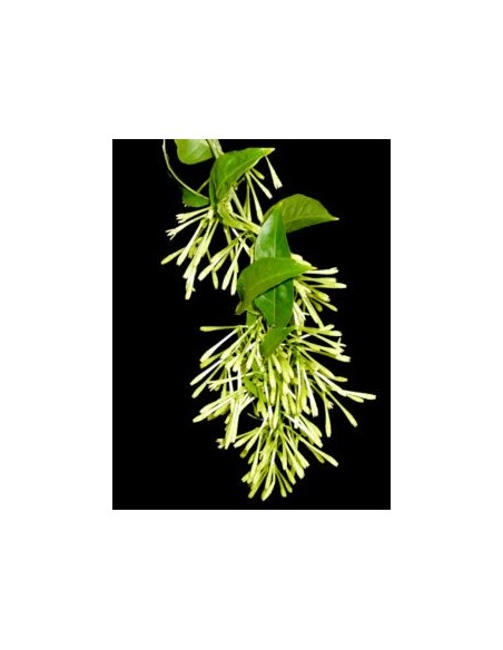 Cestrum Nocturnum  Jazmín de Noche Aromático | Endanea Garden

