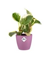 MACETA BRUSSELS REDONDA MINI VIVID VIOLETA 9,5CM