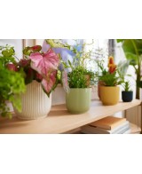 Maceta Vibes FOD Round Mini 9 cm Verde Sorbete - Estilo y Frescura para tu Hogar | Endanea Garden