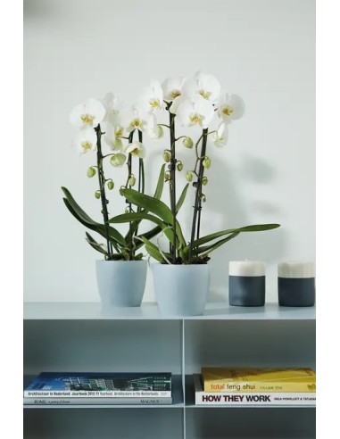 Maceta Bruss Redondo Blanca 14cm  Diseño Elegante y Funcional para tu Jardín y Hogar | Endanea Garden

