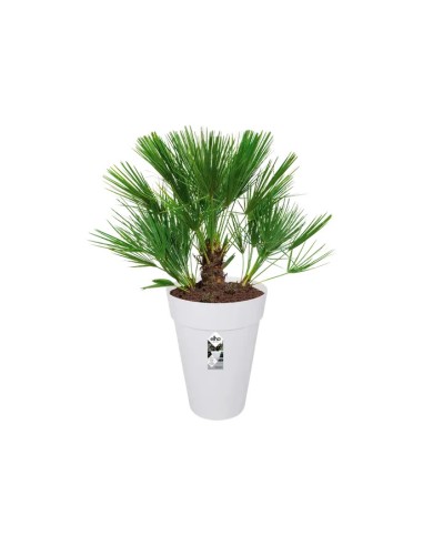 Maceta Urban Redonda Alta 42cm Blanca | Ideal para Plantas Grandes | Endanea Garden