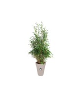 Maceta Greenville Redondo 35cm Gris elegante y funcional para interiores y exteriores